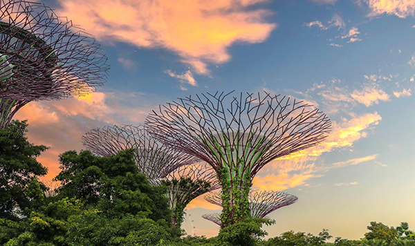 SuperTrees at Gardens by the Bay
