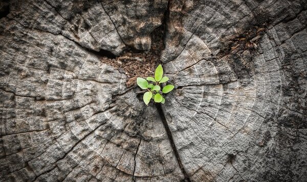 Green seedling sprouting from a crack in a weathered tree stump