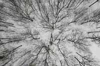 Aerial view of a bare trees and a snow-covered forest floor. Barely visible near the center is a small logging excavator.