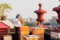 Urban Rooftop Beekeeping in practice