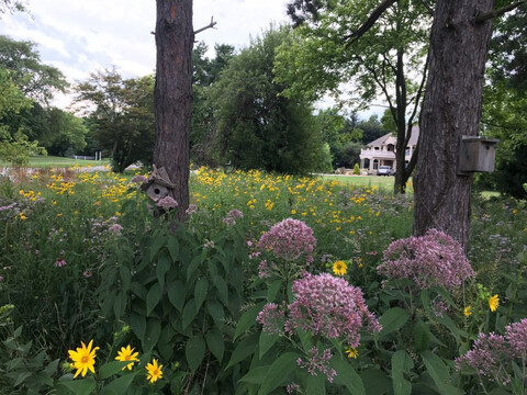 A backyard prairie a the home of Drew Lathin