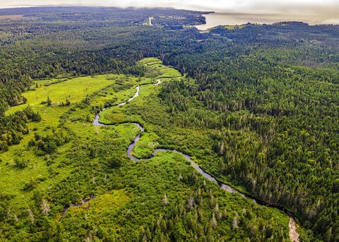 aerial view of a forest, a river, and a tidal estuary showing many colors of green and yellow-green indicating different ecosystems thriving across a single landscape.