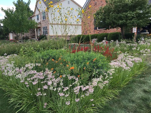 A rain garden at the home of Drew Lathin