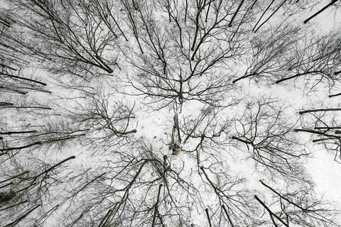 Aerial view of a bare trees and a snow-covered forest floor. Barely visible near the center is a small logging excavator.