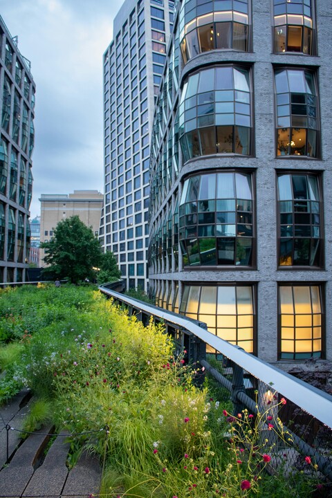 High Line native plantings NYC