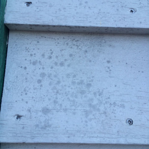 Primed wood clapboards with mold ghosting