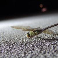 Tiombe Parrish's picture